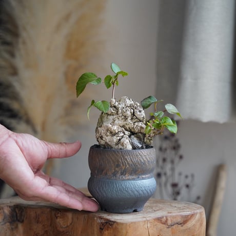 磯部祐介 | STORES