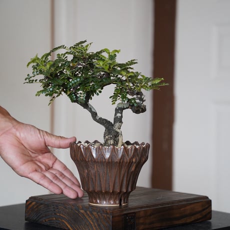 陶賊 -TOUZOKU- bonsai & pottery