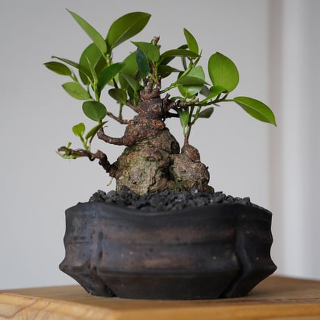 ［20］美幹 ドワーフガジュマル Ficus microcarpa × 沼野秀章「 black wrap 」3.5号鉢  笠間焼