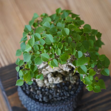 ［07］一級品 小葉イボオオハマボウ Hibiscus Tiliaceus × 沖誠 作「 Bark / shallow 」4号鉢