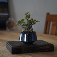 ［08］ミニオオハマボウ Hibiscus Tiliaceus × 坂本新 作「 LUSTER BLACK 」3.5号鉢