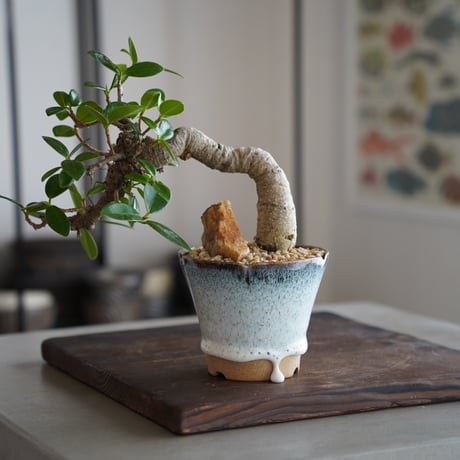 青磁双竜紋盆栽鉢 植木鉢 みやすく 小品盆栽鉢 大品盆栽鉢 