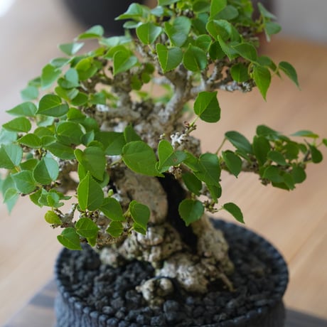 ［07］一級品 小葉イボオオハマボウ Hibiscus Tiliaceus × 沖誠 作「 Bark / shallow 」4号鉢