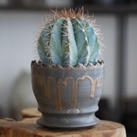 ユーフォルビア オベサ 木質化 M ［雄株］ × 小林哲也 作「 雫 」2.5号