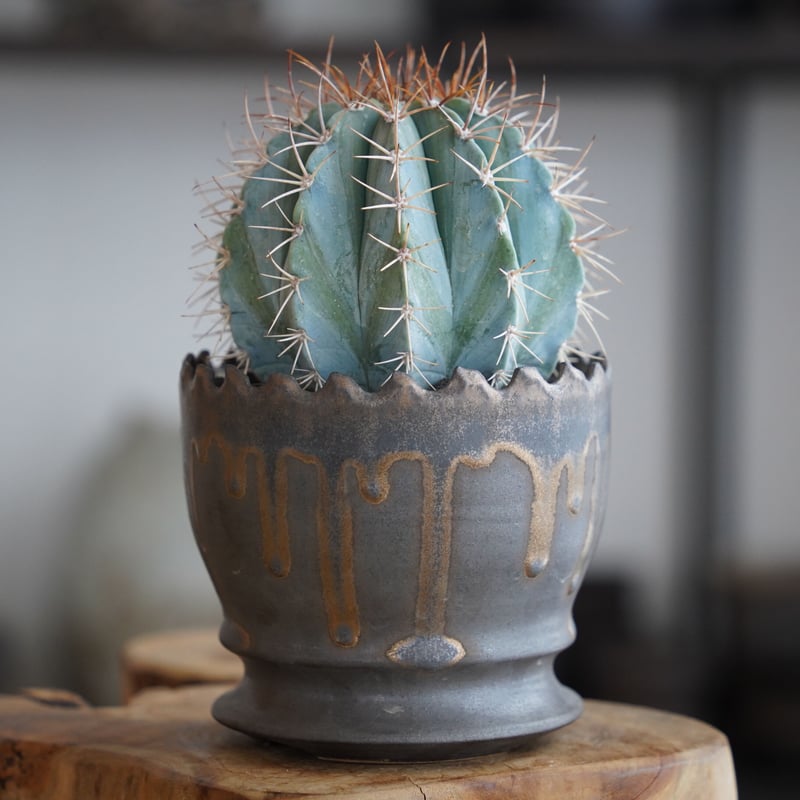 メロカクタス アズレウス 鶯鳴雲 × 根本峻吾 作 S.N POT type.round