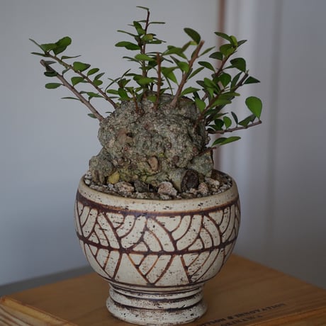 ［25］ハリツルマサキ Gymnosporia diversifolia × mano 4号鉢 やちむん