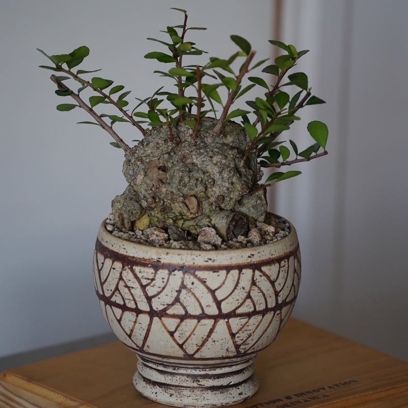 ハリツルマサキ盆栽 25］ハリツルマサキ Gymnosporia diversifolia × mano 4号鉢