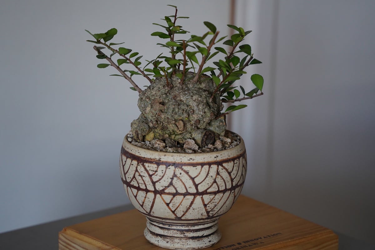 25］ハリツルマサキ Gymnosporia diversifolia × mano 4号鉢