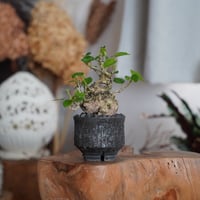 沼野秀章 作品 【 black wrap 】 3号 笠間焼 植木鉢 ［ No.5 ］ | 陶