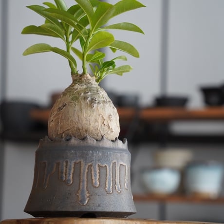 パキポディウム デカリー × 根本峻吾 作 S.N POT type.cylinder「 黑焰 - kokuen - 」4号 植木鉢 ［No.41］