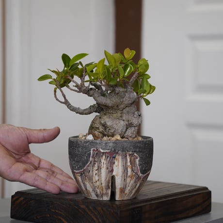 赤*メ様 陶器鉢　沼野秀章　植木鉢　笠間焼 CATEGORY 沼野秀章 植木鉢作品 笠間焼 | 陶賊 -TOUZOKU- bonsai &