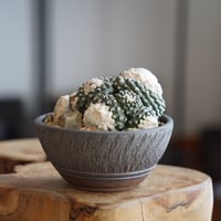 コピアポア テヌイシマ 群生 仔株付 ×  與那嶺大輔 作「琉球飛び鉋」4号 植木鉢 ［No.02］