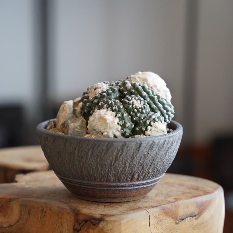 コピアポア テヌイシマ 群生 仔株付 × 與那嶺大輔 作「琉球飛び鉋」4号