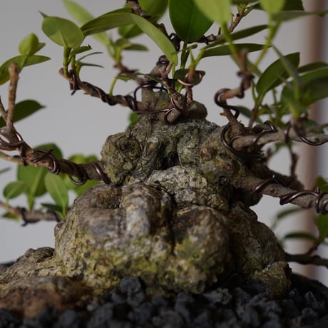 ［07］イボガジュマル Ficus microcarpa ×  穂高隆児「 暁 - AKATSUKI - 」5号鉢 笠間焼
