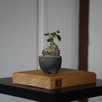 ［16］丸幹 ミニオオハマボウ Hibiscus Tiliaceus ×  木村直人「 輪花 」2.5号鉢 笠間焼