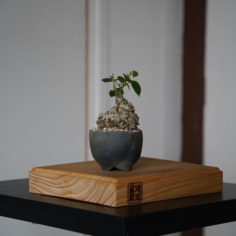 CATEGORY オオハマボウ(ユウナ) | 陶賊 -TOUZOKU- bonsai & po