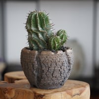 ユーフォルビア オベサ 木質化 φ7.5cm〈メス〉 × 杉山悠 作 4号 植木鉢