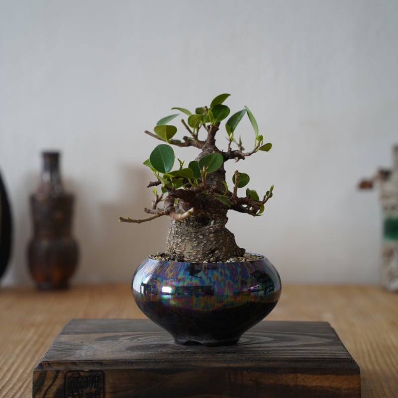 03］模様木ガジュマル Ficus microcarpa × 坂本新 「 LUSTER /