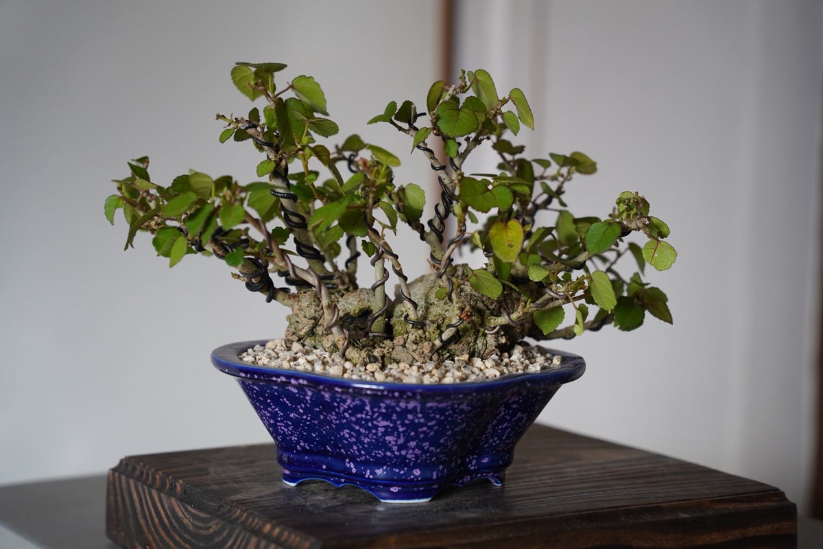 イボ扁平オオハマボウ 良形 作家鉢付 イボ扁平オオハマボウ 良形 作家鉢付