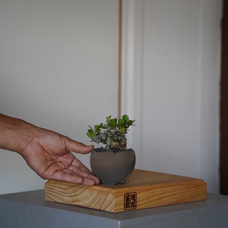 CATEGORY ハリツルマサキ(マッコウ) | 陶賊 -TOUZOKU- bonsai &