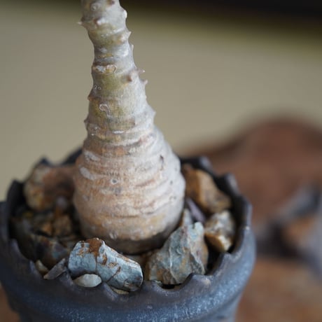 パキポディウム ウィンゾリー × 根本峻吾 作 S.N POT type.slim「 鐡 - kurogane - 」3号 植木鉢 ［No.44］