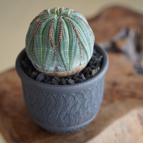 ユーフォルビア オベサ モンスト φ7cm〈オス〉 × 與那嶺大輔 作「琉球飛び鉋」3号 植木鉢 ［No.40］