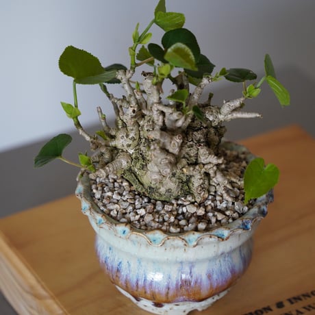 ［28］オオハマボウ Hibiscus Tiliaceus ×  磯部祐介「 円彩 」3.5号鉢 笠間焼