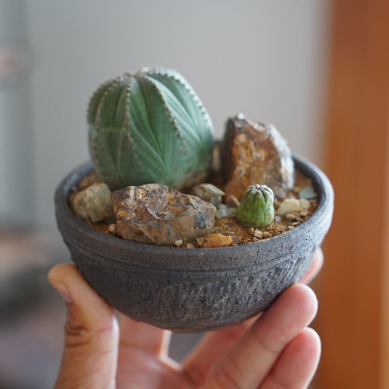 HABITAT STYLE / オベサ&オベサ / 與那嶺大輔 作 植木鉢［No.51］ |