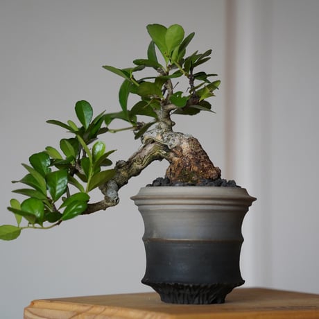 ［13］半懸崖ハリツルマサキ Gymnosporia diversifolia × 磯部祐介 「匣 - kou - 」3号鉢 笠間焼