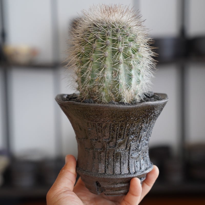 現地球 Copiapoa　コピアポア 雷血丸　カキコ自根　大群生 雷血丸 コピアポア クラインジアナ カキコ 自根 サボテン 多肉