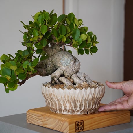 CATEGORY ガジュマル | 陶賊 -TOUZOKU- bonsai & pottery