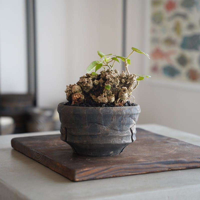 31］イボオオハマボウ Talipariti tiliaceum × 沼野秀章 作 「 b