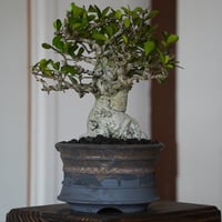 ［65］直幹 ハリツルマサキ Gymnosporia diversifolia × 磯部祐介「瓦」5号鉢 笠間焼