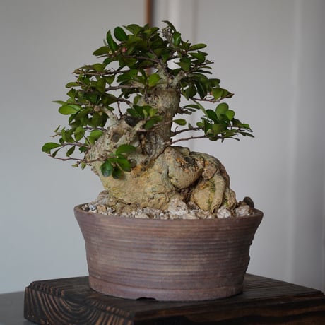 ［02］ハリツルマサキ Gymnosporia diversifolia × なみひら陶房 「シーサー / 雌 」7号鉢 やちむん