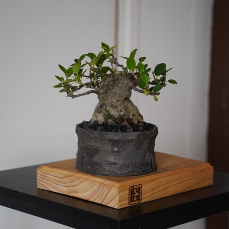 ［11］ドワーフガジュマル Ficus microcarpa × 沼野秀章 「 black wrap 」4号鉢 笠間焼