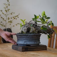 ［77］古代樹 ガジュマル Ficus microcarpa × 磯部祐介 「 瓦 」7号鉢 笠間焼
