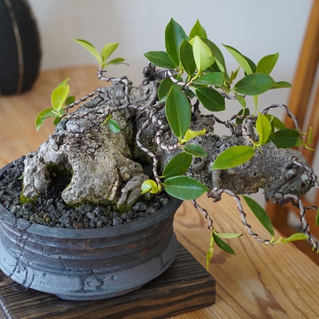［77］古代樹 ガジュマル Ficus microcarpa × 磯部祐介 「 瓦 」7号鉢 笠間焼