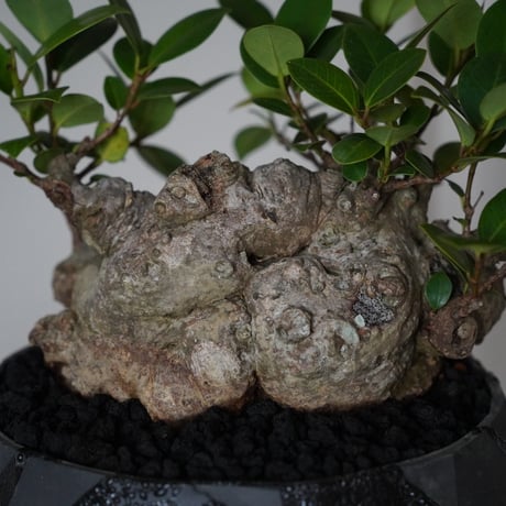 ［12］大福ガジュマル Ficus microcarpa × 穂高隆児 「 暁 」6号鉢 笠間焼