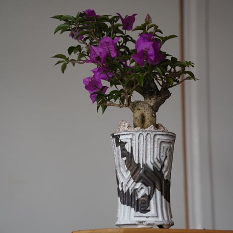［91］ブーゲンビリア Bougainvillea ×  根本峻吾「 鐡 - 堕天 - 」3.5号 長鉢 笠間焼