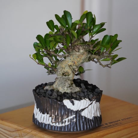 ［26］ハリツルマサキ Gymnosporia diversifolia × 根本峻吾 S.N POT type.low「爪牙 / 堕天 」4号鉢 笠間焼