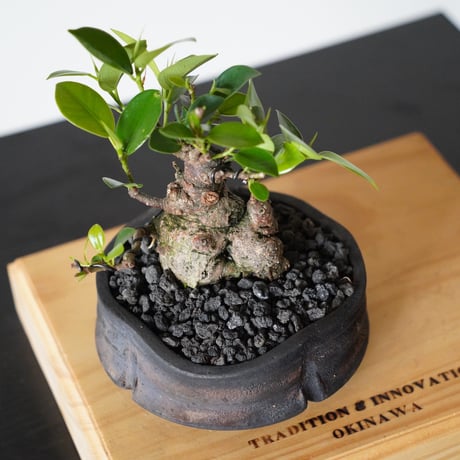 ［20］美幹 ドワーフガジュマル Ficus microcarpa × 沼野秀章「 black wrap 」3.5号鉢  笠間焼
