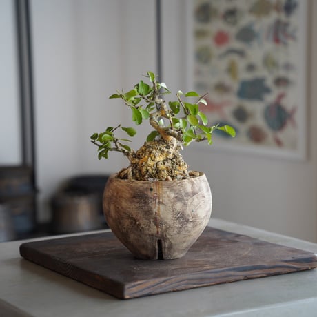 CATEGORY ハリツルマサキ(マッコウ) | 陶賊 -TOUZOKU- bonsai & CATEGORY ハリツルマサキ(マッコウ) | 陶賊 -TOUZOKU- bonsai &