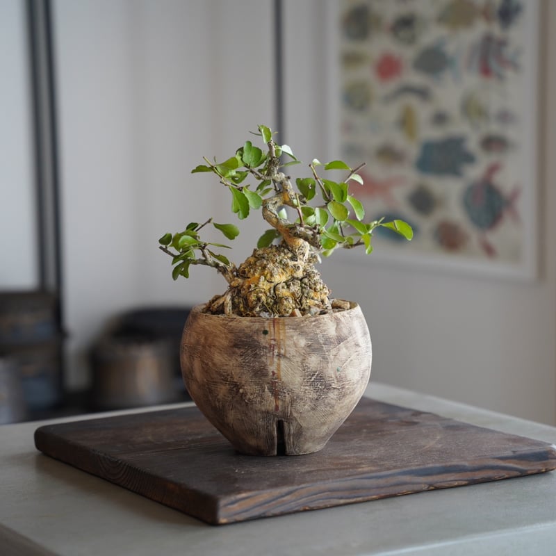 観葉植物 ハリツルマサキ（トゲなし希少種）白陶器鉢