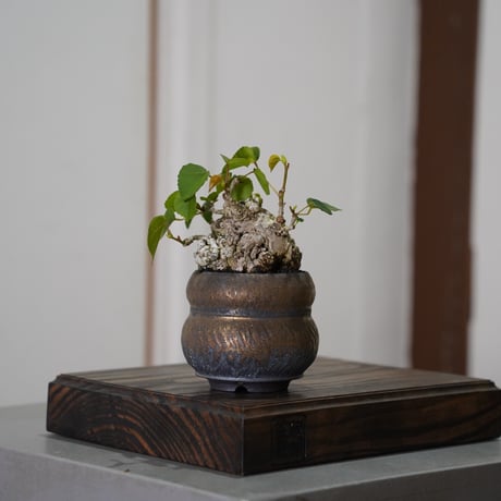 陶賊 -TOUZOKU- bonsai & pottery