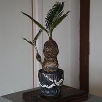 ［61］姫ソテツ Cycas revoluta × 根本峻吾 S.N POT type.round「鐡 - 堕天黒 - 」4号鉢 笠間焼