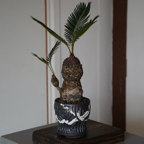 タイ サンカンペン 鉄絵双魚紋鉢 15～16世紀 鉄絵魚文鉢】タイ-15~16世紀-陶磁器－常設展－東京国立博物館－