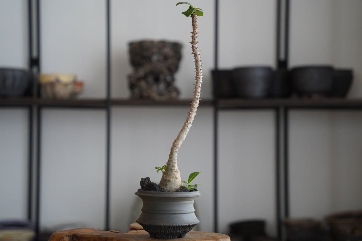 いそべ陶苑 | STORES 磯部祐介 植木鉢 作家鉢 20cm大鉢