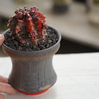 ユーフォルビア オベサ 木質化 M ［雄株］ × 小林哲也 作「 雫