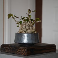 ［71］イボ オオハマボウ Hibiscus Tiliaceus × 沖誠 「 Smoke Silver / shallow 」4号鉢 笠間焼
