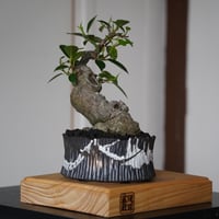 ［18］微イボ 古肌ガジュマル Ficus microcarpa × 根本峻吾 S.N POT type.low「 鐡 - 堕天 - 」5号鉢 笠間焼